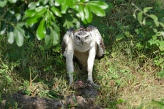 BOT_Chobe_11