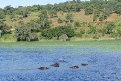 BOT_Chobe_13