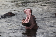 BOT_Chobe_6