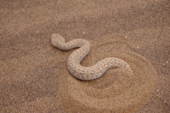 NAM_F_Namib_10