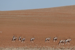 NAM_F_Namib_4
