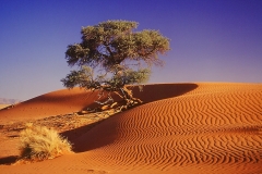 NAM_F_Namib_5