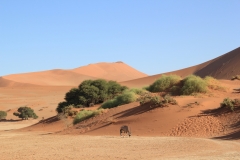 NAM_G_Sossusvlei_6