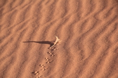 NAM_G_Sossusvlei_7