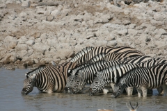 NAM_N_Etosha_10