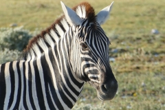 NAM_N_Etosha_11