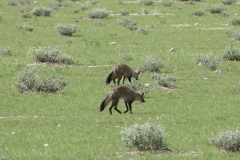 NAM_N_Etosha_12