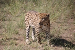 NAM_N_Etosha_13