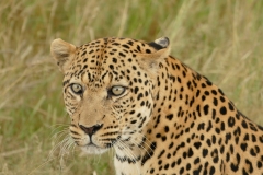 NAM_N_Etosha_14