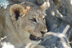 NAM_N_Etosha_15