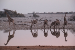 NAM_N_Etosha_16