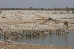 NAM_N_Etosha_18