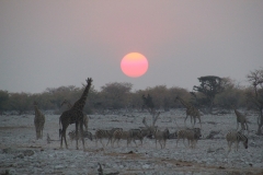 NAM_N_Etosha_19