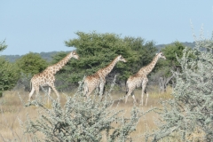 NAM_N_Etosha_2a