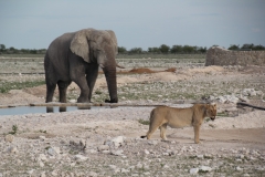 NAM_N_Etosha_3