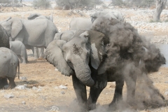 NAM_N_Etosha_4