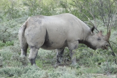 NAM_N_Etosha_5