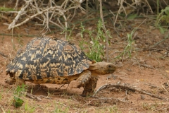 NAM_N_Etosha_6