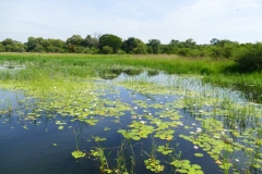 NAM_R_Bagani_3