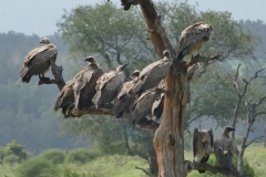 SA_C_Kruger_10