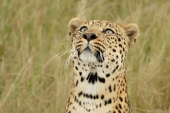SA_C_Kruger_11