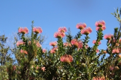 SA_FLora_3