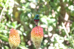 SA_F_StLucia_6