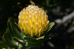 SA_Flora_5