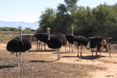 SA_I_Karoo_2