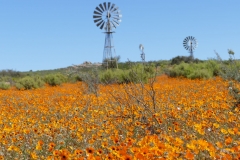 SA_Namaqualand_1