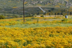 SA_Namaqualand_2