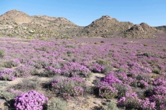 SA_Namaqualand_3