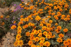 SA_Namaqualand_5