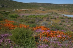 SA_Namaqualand_7